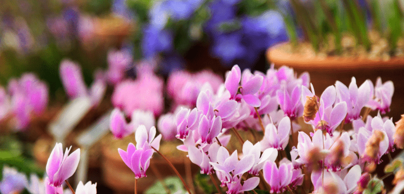 Closeup of pink flowers